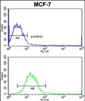 SNRPB Antibody (N-term R49)