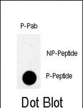 Phospho-RAD9(S328) Antibody