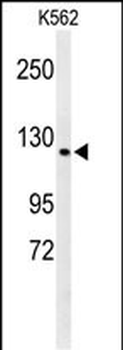 CQ068 Antibody (Center)