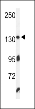 ZO1 Antibody (C-term)