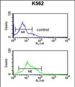 ZO1 Antibody (C-term)
