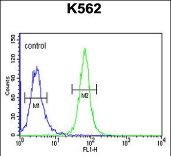 GTD2A Antibody (C-term)