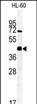 FKBPL Antibody (C-term)
