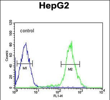 YLAT2 Antibody (C-term)