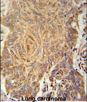 PCYXL Antibody (C-term)