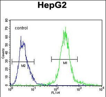 SEPT9 Antibody (C-term)