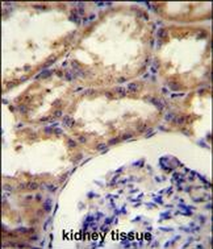 SEPT9 Antibody (C-term)