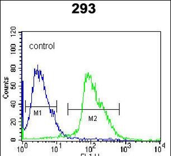 Kallikrein 7 Antibody (C-term)