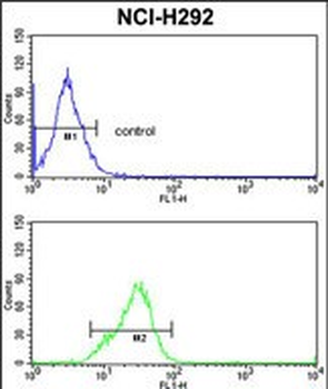 SFRS5 Antibody (Center Y85)