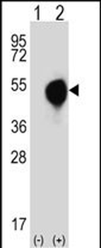 DOM3Z Antibody (N-term Y88)