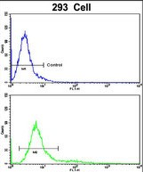RAB13 Antibody (Center)