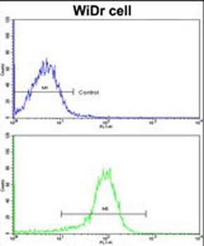 ZWINT Antibody (Center)