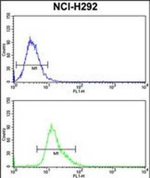 KYNU Antibody (C-term)
