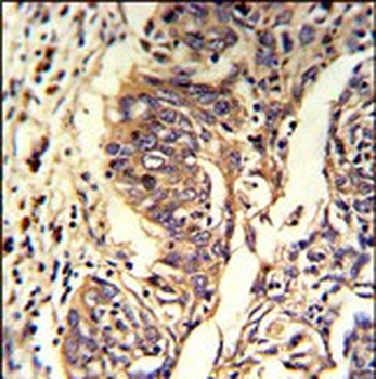 KYNU Antibody (C-term)