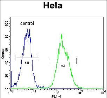MAPRE1 Antibody (N-term)