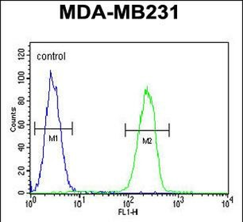 HPGD Antibody (C-term)