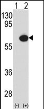 MAP3K7IP1 Antibody