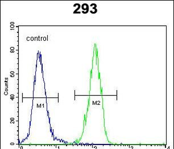 p21 (CDKN1A) Antibody (C-term)