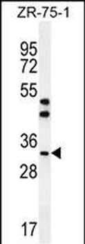 AREG Antibody (C-term)