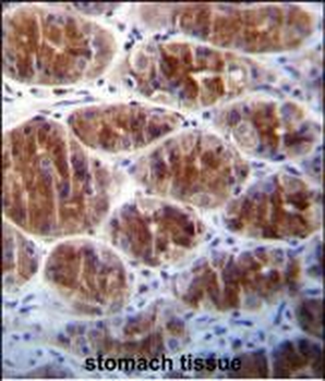 AREG Antibody (C-term)