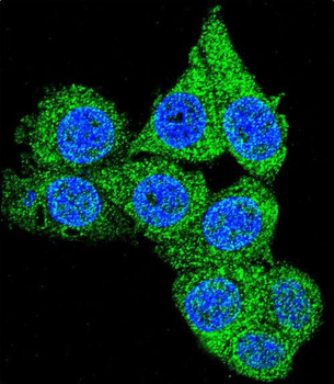 GAPDH Antibody (C-term R248)
