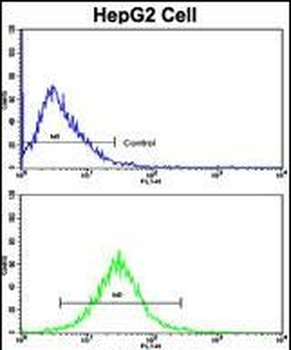 GAPDH Antibody (C-term R248)