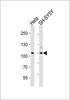 PI3KC3 Antibody (N-term)
