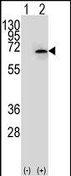 NEK3 Antibody (Center)