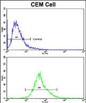 KLRD1 Antibody (N-term)
