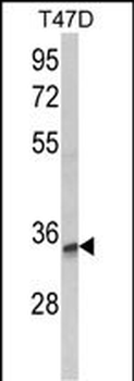 TSPAN12 Antibody (C-term)
