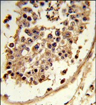CXCR7 Antibody (C-term)