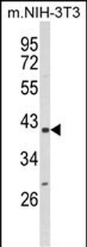 PPID Antibody (N-term)