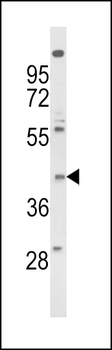 FPRL2 Antibody (Center)