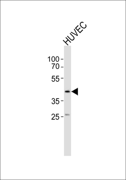 OLR1 Antibody (Center)