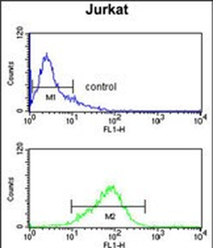 CASD1 Antibody (N-term)