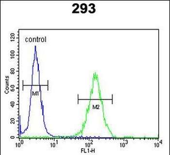 DZIP1 Antibody (Center)