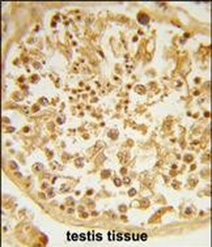 DZIP1 Antibody (Center)