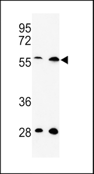 SKA3 Antibody (Center)