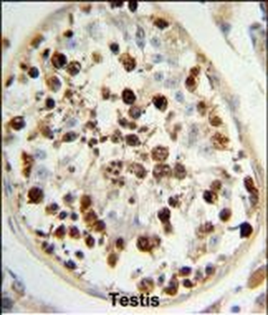 SKA3 Antibody (Center)