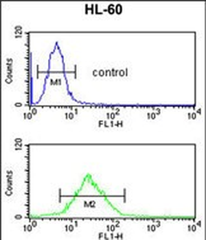 LY75 Antibody (Center)