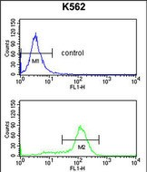 CDK5RAP1 Antibody (C-term)
