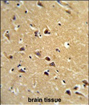 SPG20 Antibody (N-term)
