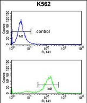 SDS Antibody (N-term)