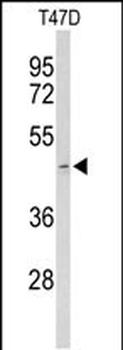 ACR Antibody (Center)
