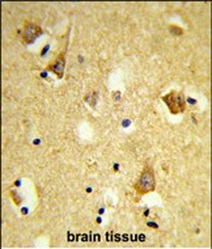 APOBEC3F Antibody (N-term)