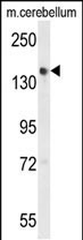 GLG1 Antibody (C-term)