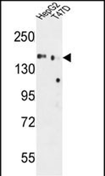 GLG1 Antibody (C-term)