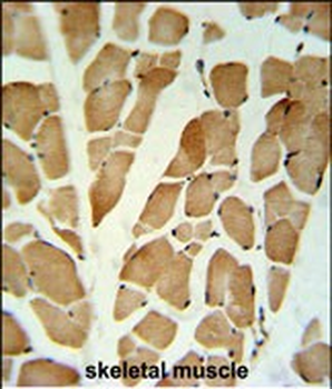 GLG1 Antibody (C-term)