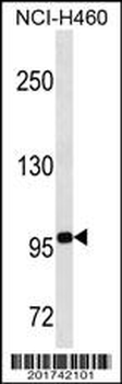 TLE4 Antibody (Center)(Ascites)