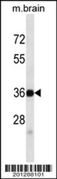 SYP Antibody (C-term) (ascites)